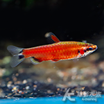 胭脂鉛筆（公魚）
