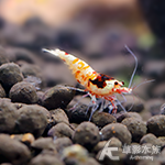 紅金剛（白軀）