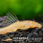 24K黃金鬍子異型（4~5cm）