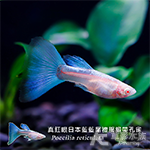 真紅眼日本藍藍尾禮服緞帶孔雀（對魚）