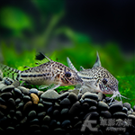 金花豹鼠（3.5~4cm）