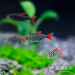 紅太狼燈