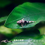 蜜蜂小精靈（1.5cm）