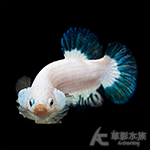 青花瓷 PK將軍鬥魚（公魚）