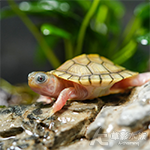 果凍巴西龜（4cm）