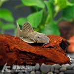 24K黃金達摩異型（3.5cm）