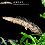 虎斑恐龍王 6~7cm