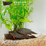 藍珍珠天堂鳥