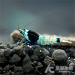 黑金剛水晶蝦（白軀）