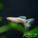 真紅眼紫蕾絲蛇王緞帶孔雀（對魚）