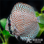 麒麟松石七彩神仙