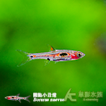圓點小丑燈