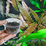 丹麥紅溫蒂（組培盒裝）