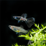 A級 黑蛇王孔雀（對魚）