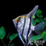 斯卡神仙（5cm）