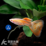 真紅眼珊瑚紅草尾孔雀（對魚）