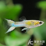 日本藍雙劍孔雀（公魚）