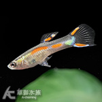 霓虹精靈孔雀（公魚）
