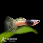 粉紅禮服孔雀魚（對魚）