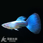 日本藍藍尾禮服孔雀（對魚）