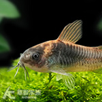 哥倫比亞咖啡鼠（2.5~3cm）