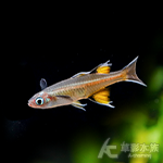 太平洋燕子（1.4~1.7cm）