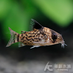 黑豆豹鼠