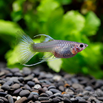 日本藍藍尾禮服緞帶孔雀（對魚）