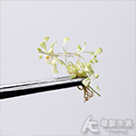 白金矮珍珠