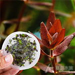 紫豔虎耳（組培盒裝）