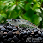 石紋網球蝦（3.5~4cm）