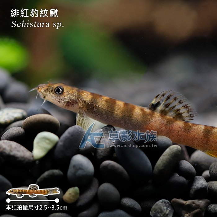 緋紅豹紋鰍_ 其他魚種_活體販售_AC草影水族 【水草,水晶蝦,水族用品專賣店】