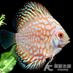 血紅地圖鴿七彩神仙