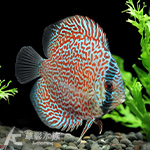 麒麟蛇紋七彩神仙