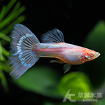 真紅眼珊瑚藍馬賽克孔雀（對魚）