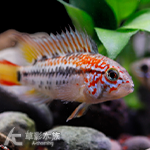 維吉塔短鯛3型（對魚）