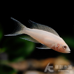 白金燕尾