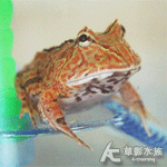 紅蝴蝶角蛙
