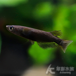 大蛇美達卡（1.8~2.5cm）