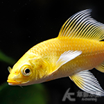 黃金龍鯉