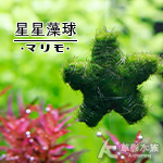 綠絲絨 星星藻球