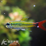 科佩伊翠綠燈紅尾型（3~3.5cm）