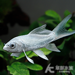 白金蝴蝶龍鯉