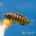 旭日蝴蝶