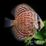 甜甜圈豹紋七彩神仙（4.5~5cm）