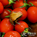 番茄蛙 001