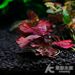 紫虎睡蓮（小）