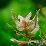 黃金蝴蝶
