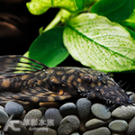 L110 血斑大鬍子異型（5cm）