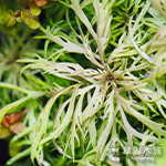 裂葉香苦草